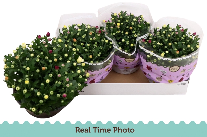 <h4>CHRYS GEM IN POT</h4>