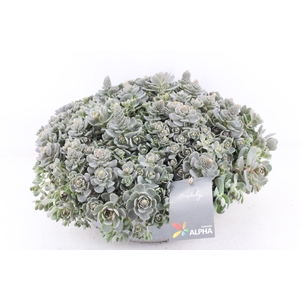 arr4 Outdoor AL - Zink schaal orostachys
