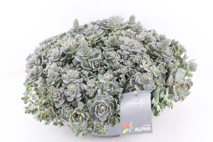 <h4>arr4 Outdoor AL - Zink schaal orostachys</h4>