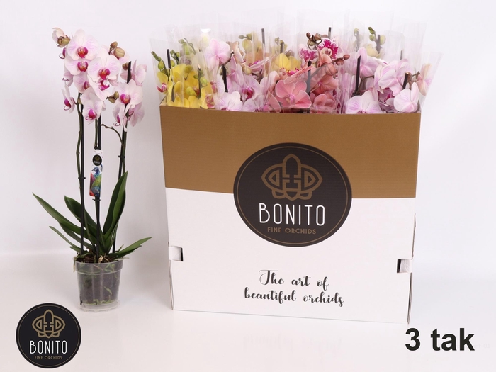 <h4>PHAL GEM 5 KL</h4>