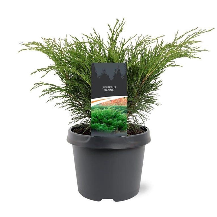 <h4>Juniperus sabina</h4>