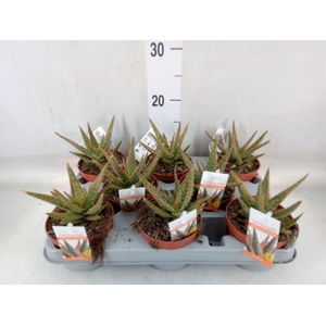 Aloe   ...