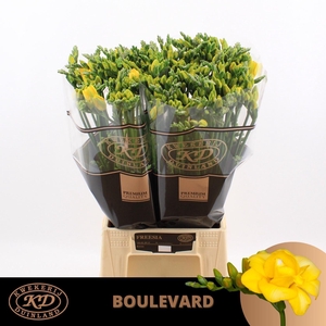 Freesia du Boulevard