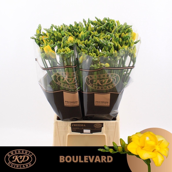 <h4>Freesia du Boulevard</h4>