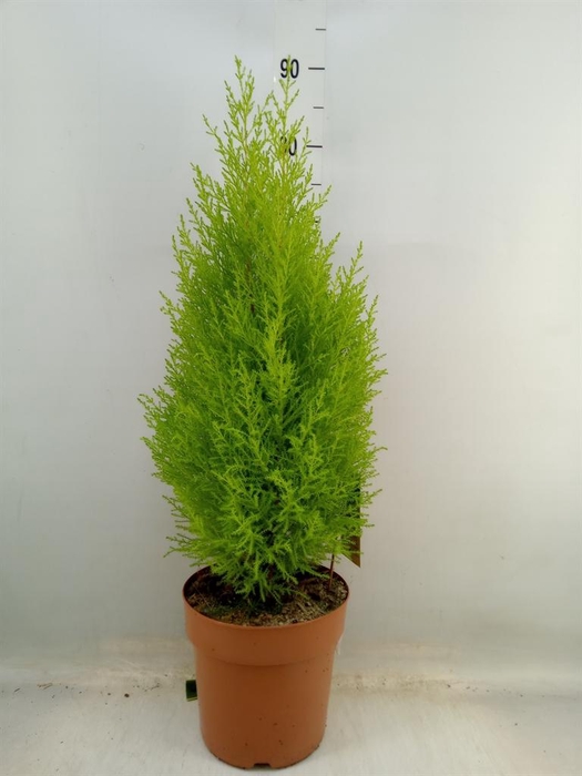 <h4>Cupressus macro. 'Goldcrest Wilma'</h4>
