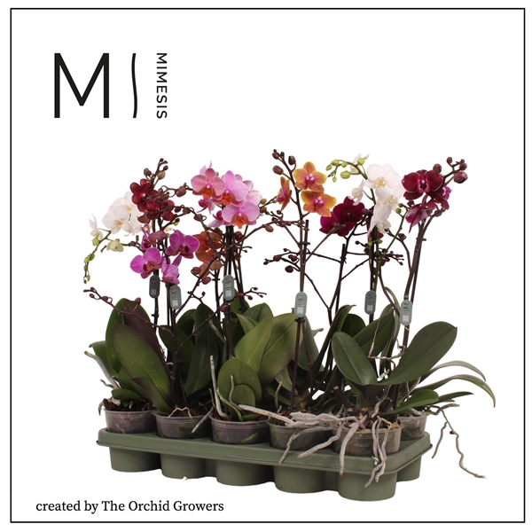 <h4>Mimesis Phal. Multi Mix - 1 spike 12cm</h4>