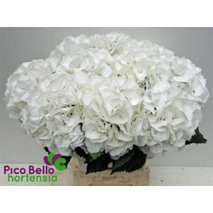 Hydr M Schneeball 60cm