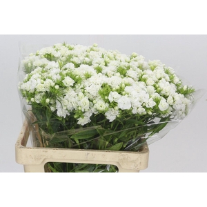 Dianthus Br Doblino White