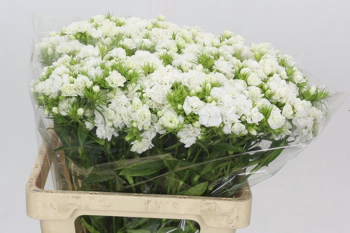 <h4>Dianthus Br Doblino White</h4>
