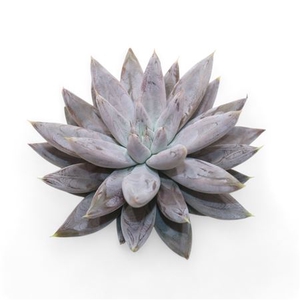 Echeveria Tolianensis Cutflower Wincx-8cm
