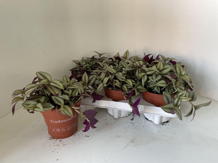 <h4>TRAD ZEBRINA</h4>