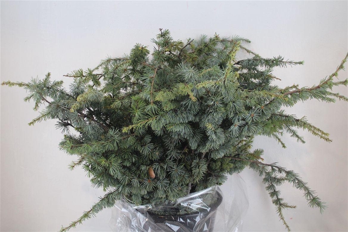 <h4>Ceder P Bunch</h4>