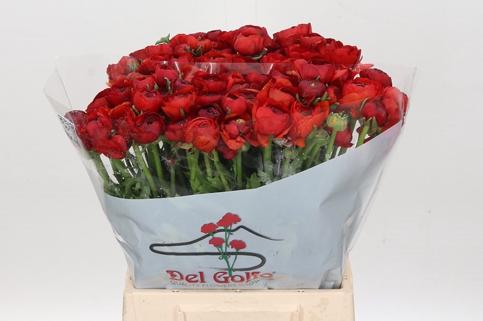 <h4>Ranunculus Elegance Red*</h4>