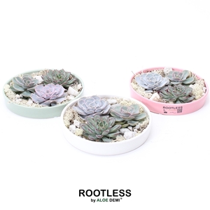 ROOTLESS Echeveria garden, Octopus bowl