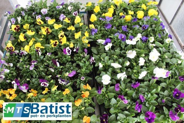 <h4>VIO F1 HYBR MIXK</h4>