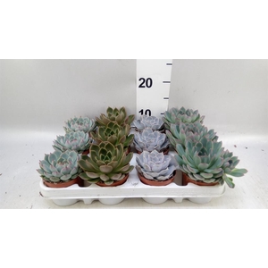 Echeveria   ...mix