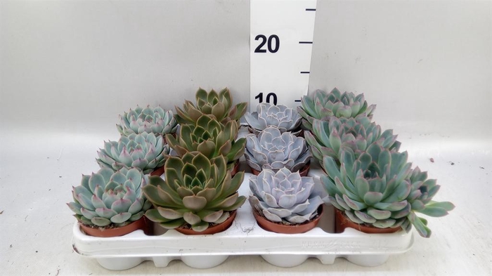 <h4>Echeveria ...mix</h4>