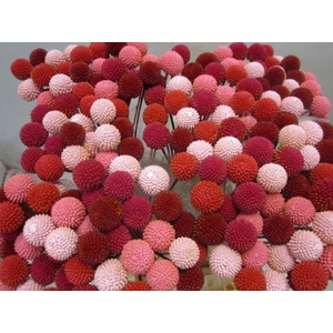 Craspedia Kennedy Pink