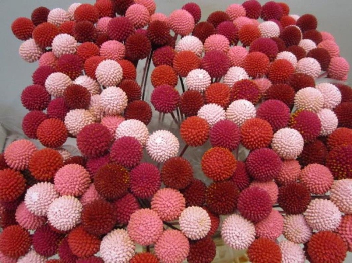 <h4>Craspedia Kennedy Pink</h4>