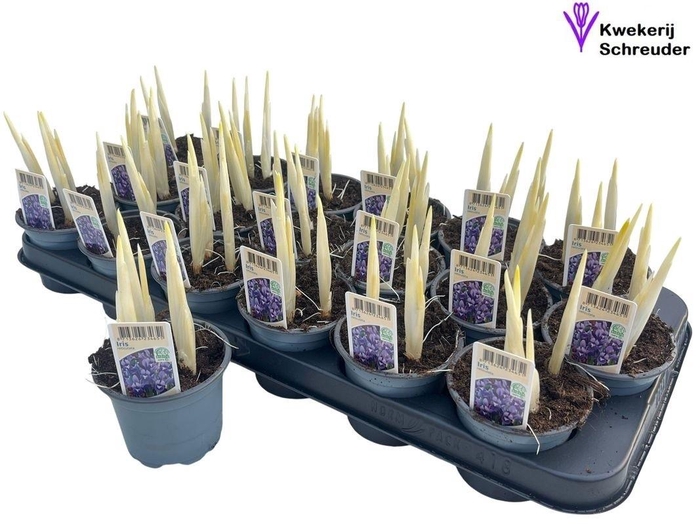 <h4>IRIS RET HARMONY</h4>