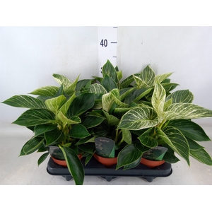 Philodendron   ...