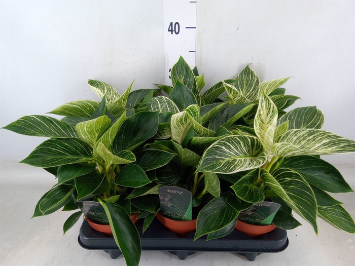 <h4>Philodendron   ...</h4>