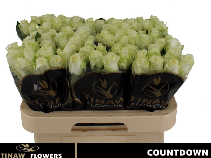 <h4>R GR COUNTDOWN!</h4>