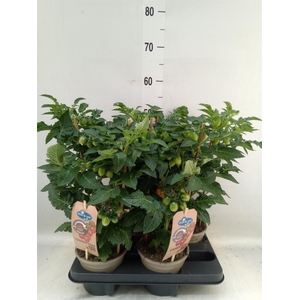 Solanum lycopersicum   ...