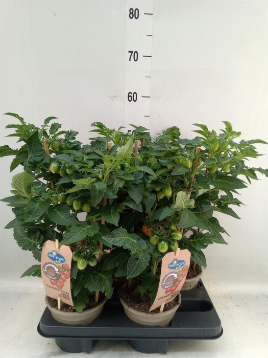 <h4>Solanum lycopersicum   ...</h4>