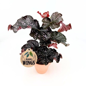 BEGONIA MACULATA P13,5