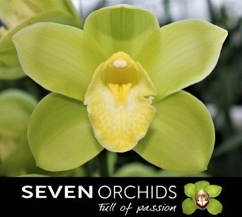 <h4>CYMB T MINT ICE</h4>