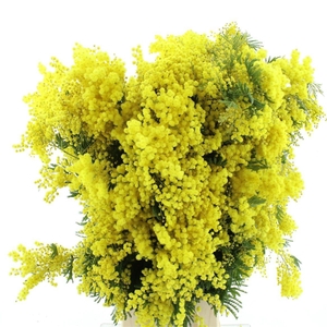 ACACIA GR RETINODES