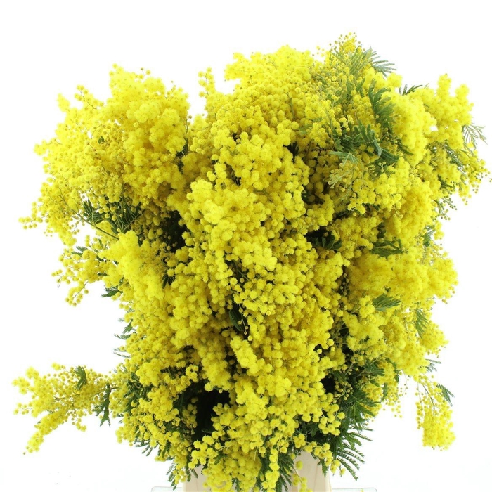 <h4>ACACIA GR RETINODES</h4>