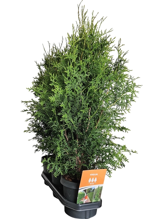 <h4>Hedgeline Thuja occidentalis (King of) Brabant C3</h4>