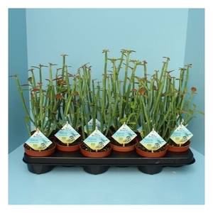 Bio Euphorbia phosphorea 300-PH10