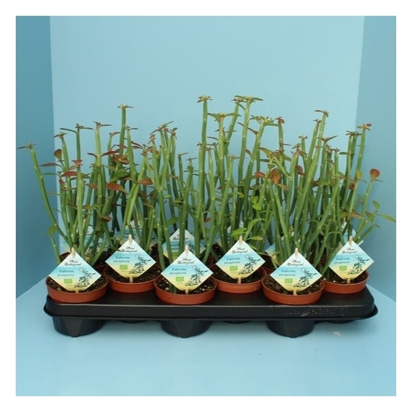 <h4>Bio Euphorbia phosphorea 300-PH10</h4>