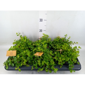 Peperomia rotundifolia