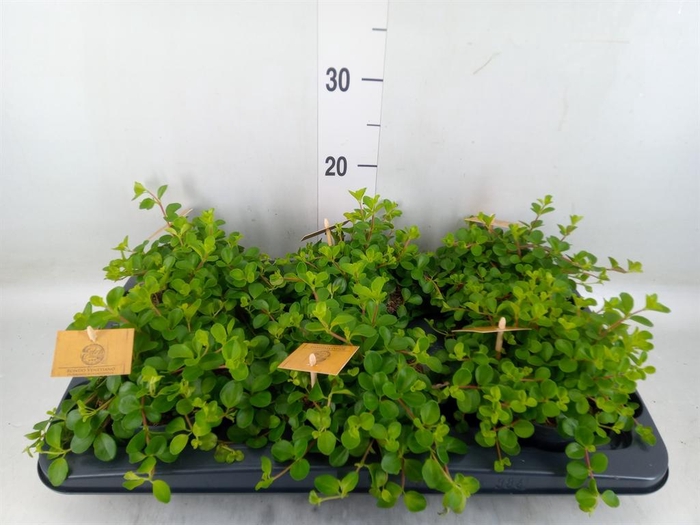 <h4>Peperomia rotundifolia</h4>