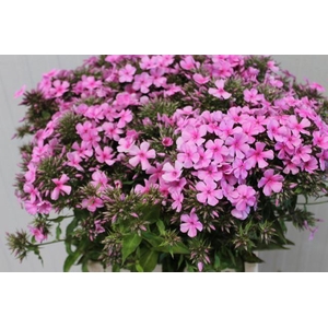 PHLOX P TENOR