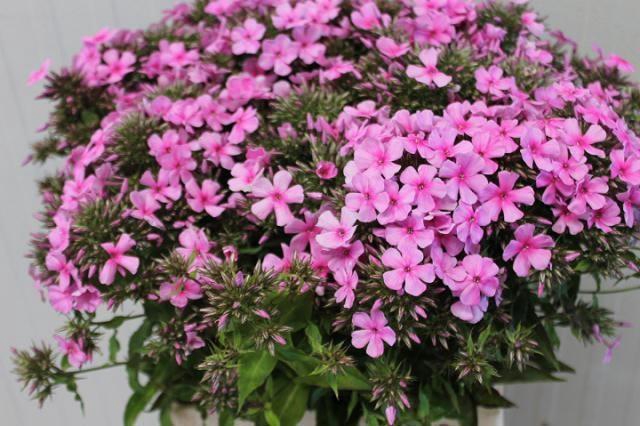 <h4>PHLOX P TENOR</h4>