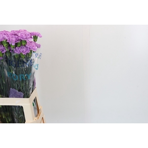 Dianthus St Florigene Moonaqua