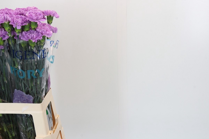 <h4>Dianthus St Florigene Moonaqua</h4>