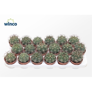 Gymnocalycium Saglyonis