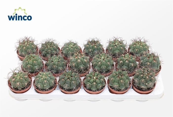 Gymnocalycium Saglyonis