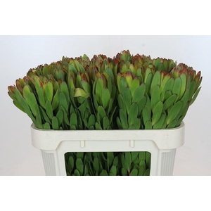 LEUCAD SAF GOLDSTRIK