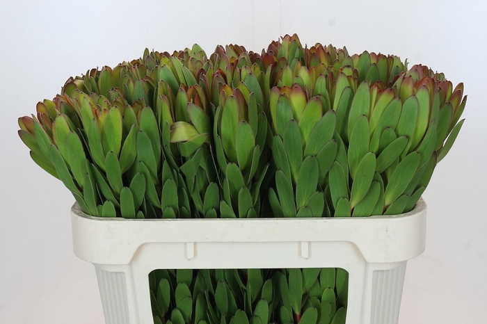 <h4>LEUCAD SAF GOLDSTRIK</h4>