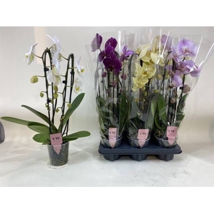 PHAL GEM