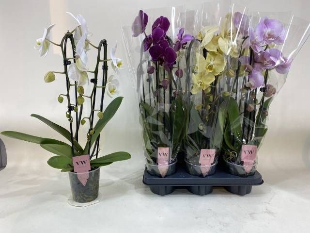 <h4>PHAL GEM</h4>