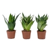 SANSEVIERIA TRIFASCIATA p9