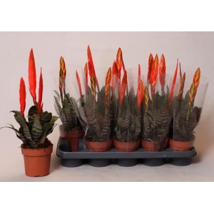 Vriesea Era 12Ø 35cm